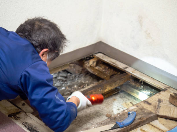 Reliable Sandusky, MI Mold Removal Solutions