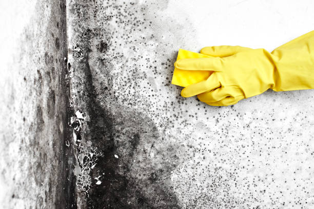 Best Professional Mold Removal  in Sandusky, MI