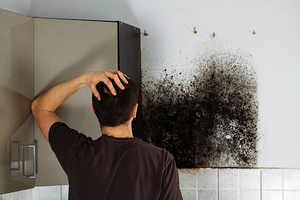 Best Black Mold Removal  in Sandusky, MI